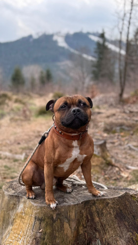 Langoš